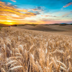 Certified Agricultural Product
